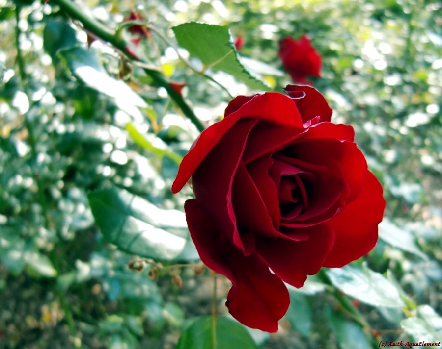 Red rose ©Xaith