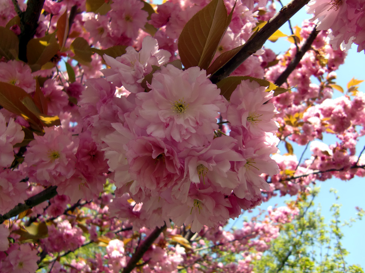 Sakura no hana ©Xaith