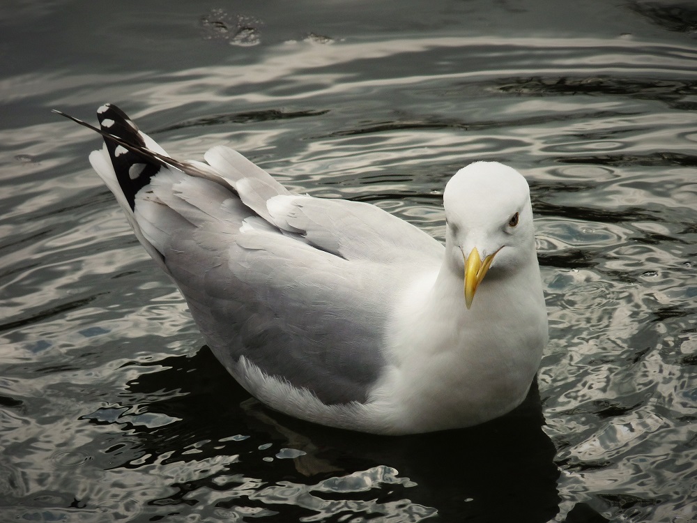 Seagull ©Neriah